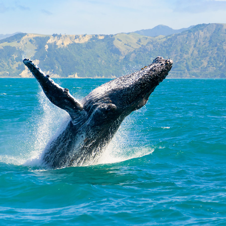 Whale in water